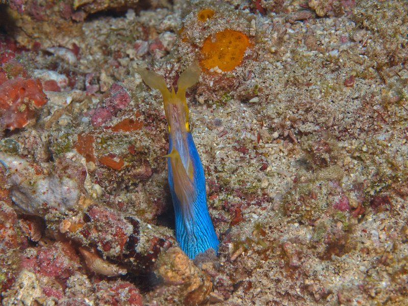 Ribbon Eel, Trawangan Slope